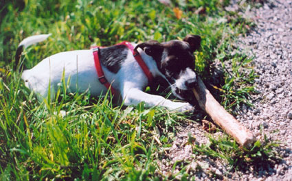Mona et son baton